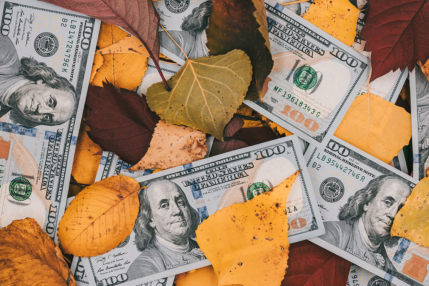 One hundred dollar bills in autumn foliage. US dollars bills sitting on a fall leaf background, money