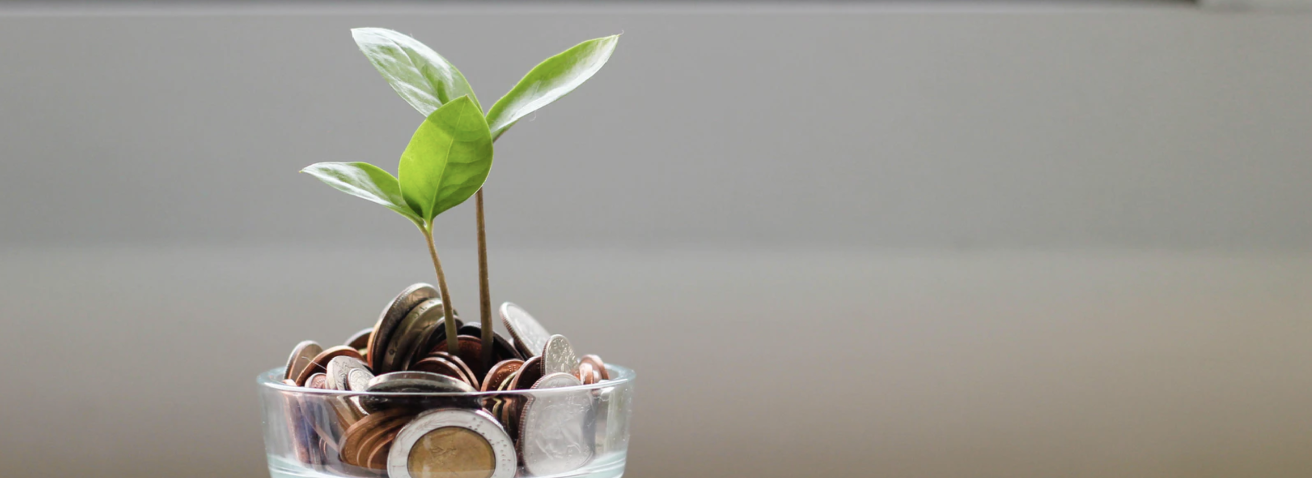 Plant growing out of saving