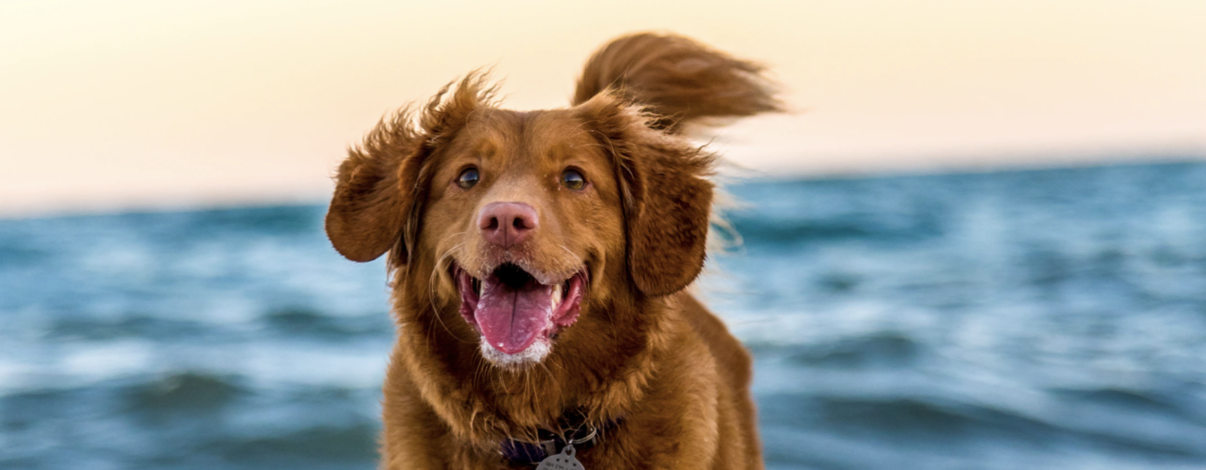 happy dog